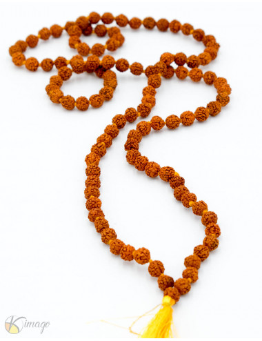 Semi di Japa Mala Rudraksha