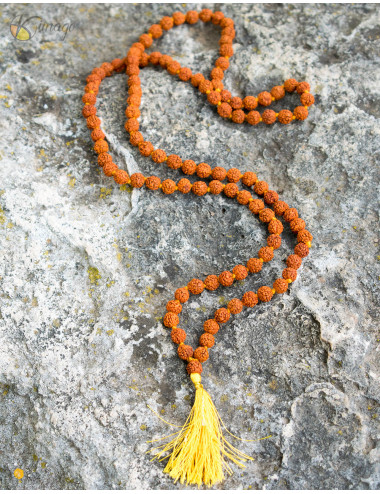 Semi di Japa Mala Rudraksha 2